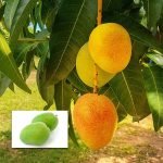 alphonsa mango live plants