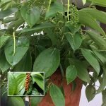 karimunda bush pepper live plants