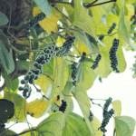 karimundablack pepper