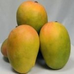 kesar mango