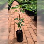 kolomb mango saplings sale