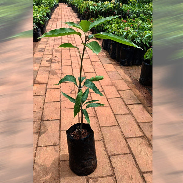 kolomb mango saplings sale