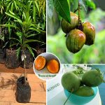 Kossery mango plant sale