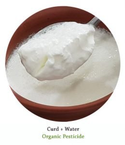 organic pesticide mango trees