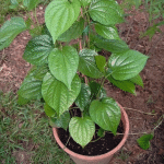 bush pepper paniyoor