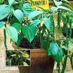 paniiyoor bush kurumulagu live plant