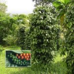 paniyoor climbe live kurumulagu plants