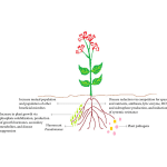 pseudomonas flurocense