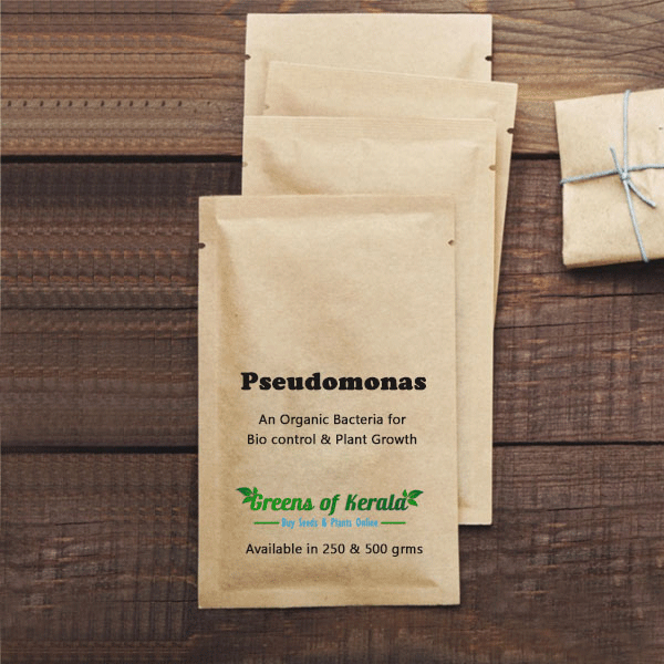 pseudomonas flurocense