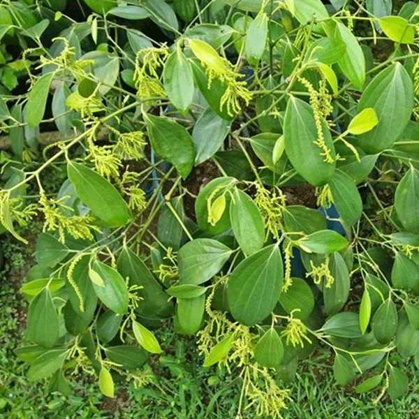 black pepper thekkan