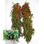 thekkan kurumulagu live plants