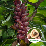 Cut Nut Fruit Plant