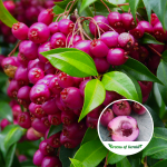 Lilly Pilly Fruit Plant