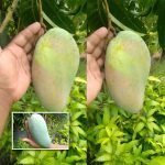 Thailand Mango (Super King, Graft) Fruit Plant