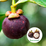 Mesta Mangosteen Sapling Purchase