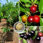 Rain-Forest-Plum-Plant-Sale