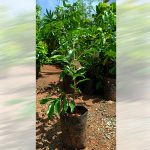 Rain Forest Plum Plant Sale