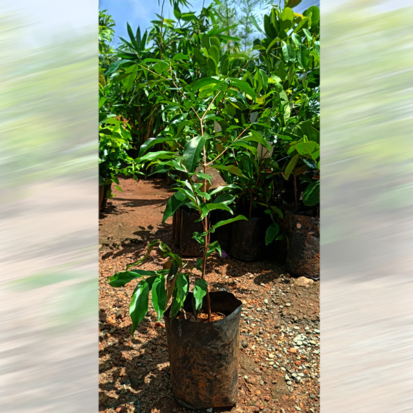 Rain Forest Plum Plant Sale