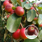 ber apple red plant