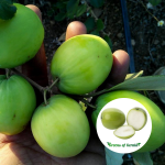 ber apple seedless sapling