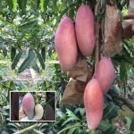 thailand mangoes