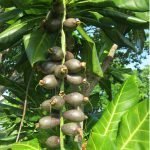 pili nut live plants