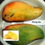 thailand mango variety