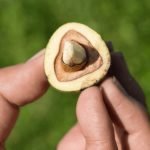 Cut Nut / Pili Nut (Seedling) Live Fruit Plant - Image 2
