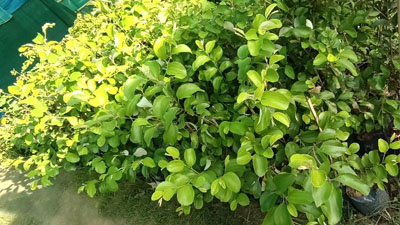 jujube fruit seedless sapling