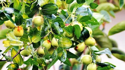 jujube fruit