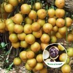 kafai mootty fruit-plant sale