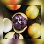 kafai mootty fruit plant