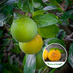 Buy kei Apple Fruit Plant