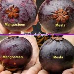mesta mangosteen