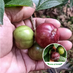 manila tennis ball cherry plant