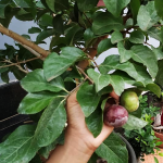 manila tennis ball cherry plant sale