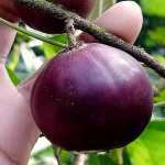 manila-tennis-ball-cherry-sapling