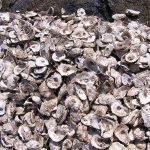 oyster shell powder kummayam