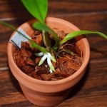 soilless orchid growth