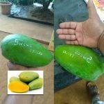 sweet prince mango plant