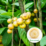 yellow mootty pazham-fruit plant sale