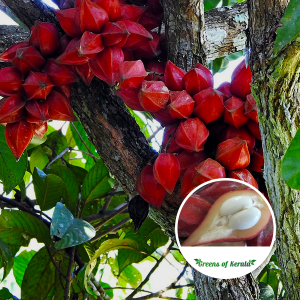 Belembing darah golden mootty fruit plant