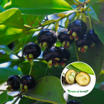 Grumichama Brazilian Cherry Fruit Plant