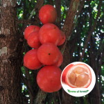 Red Rambai Fruit Plant Sale