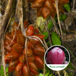 Red Snake Fruit Plant Sale