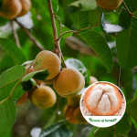 Santol Fruit Plant Sale