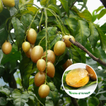 Wampee Fruit Plant Sale