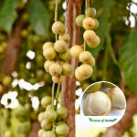 White Rambai Fruit Plant Sale