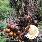 White Snake Fruit Plant Sale