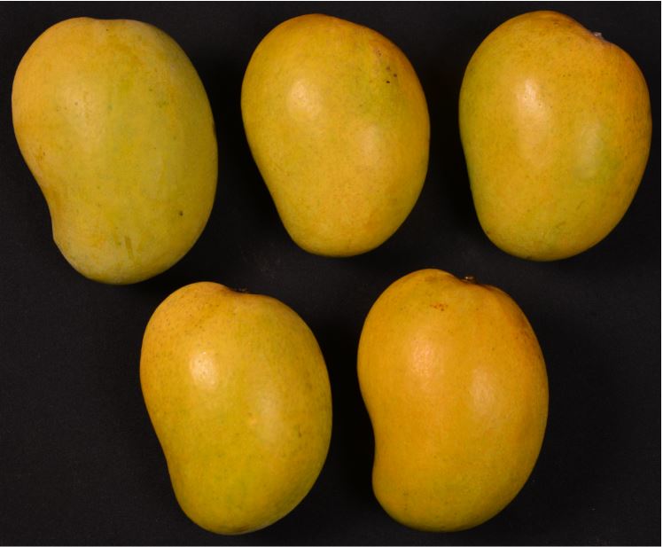 Arka Suprabhath Mango